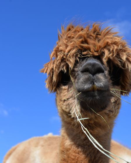 Light brown alpaca with a blade of grass in its mouth under a bright blue sky
