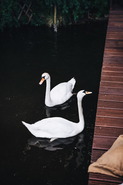 5 delicious recipe ideas: Picnic at Krossinsee with KPM porcelain Two white swans in the water beside the jetty