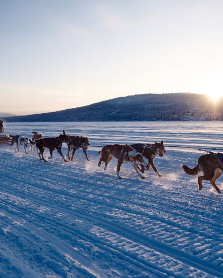 Man rides a dog sledge over snow-covered plain in Lappland during sunset