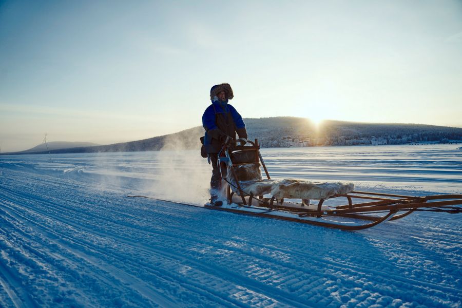 Dog sledding in Lapland: Visiting a husky farm Dog sledge driver drives in the sunset over snow-covered plain in Lappland