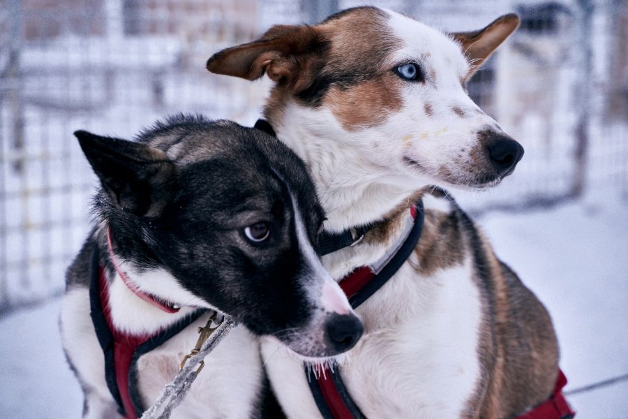 Dog sledding in Lapland: Visiting a husky farm Close-up of two sled dogs with harness