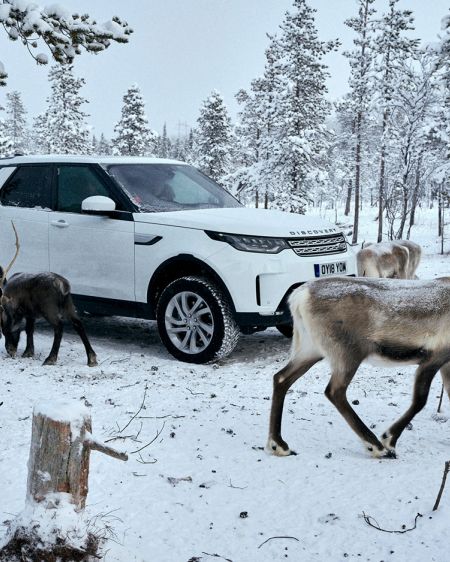 Land Rover Discovery in a snowy forest amidst a herd of reindeer