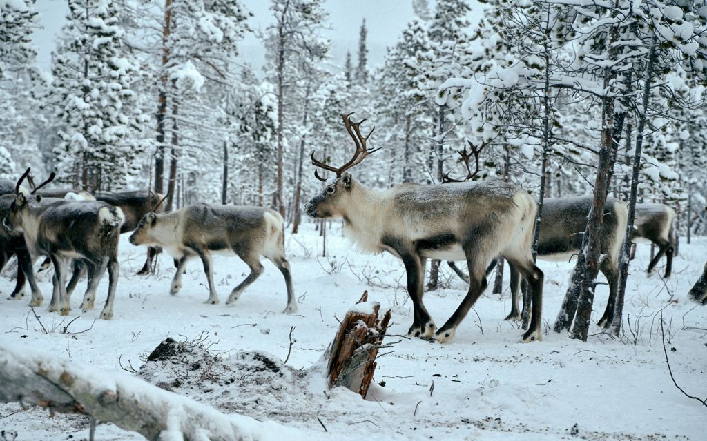 Reindeer experience in Sweden Reindeer walking in snow-covered forest