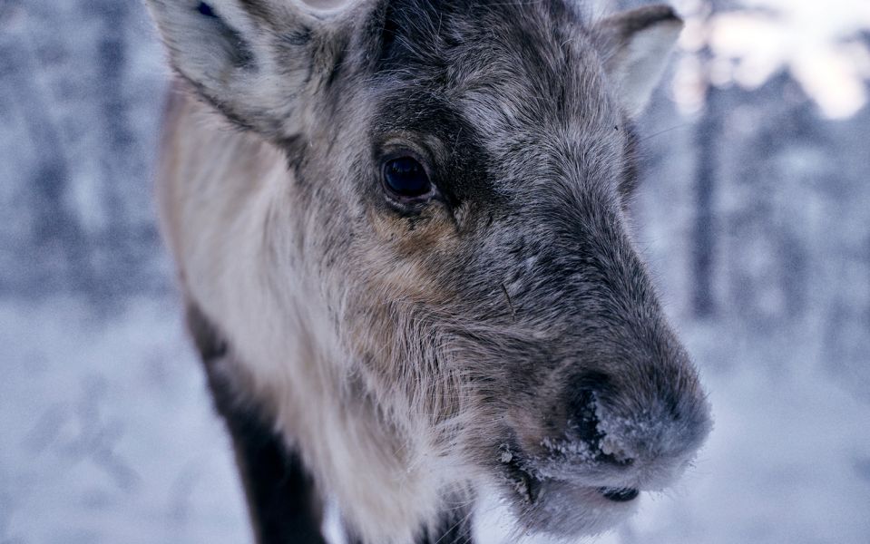 Reindeer experience in Lapland Close-up of a reindeer looking into the camera