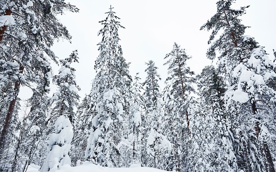 Hush Hour: exploring the Finnish wilderness with the Jaguar I-PACE Snow-covered forest in finlands wilderness