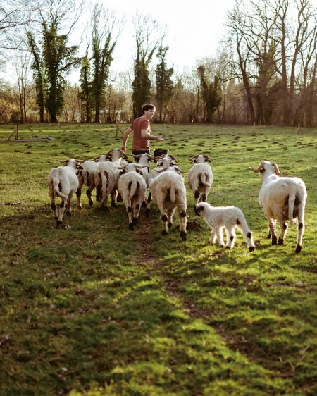 Shepherd Nikolaus Fricke in the Munich Isarauen with his Valais black-nosed sheep
