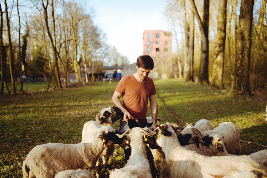 Interview Nikolas Fricke Nikolas Fricke feeds his Valais black-nosed sheep in the Munich Isarauen.
