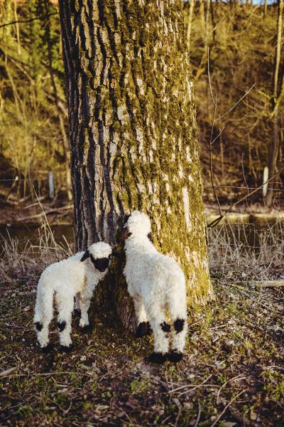 Interview Nikolas Fricke Two Valais black-nosed lambs on a tree