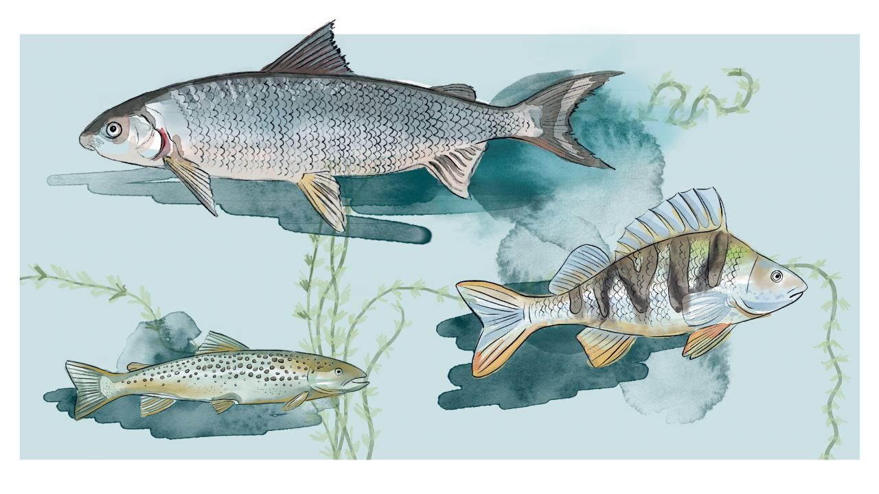Naturgetreue Aquarell-Illustration von drei verschiedenen Fischarten in einer Unterwasserumgebung mit Wasserpflanzen